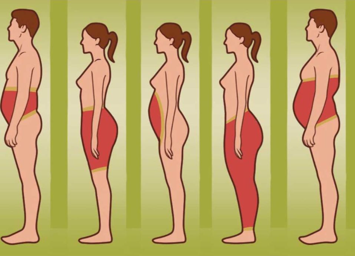 Body Fat Distribution