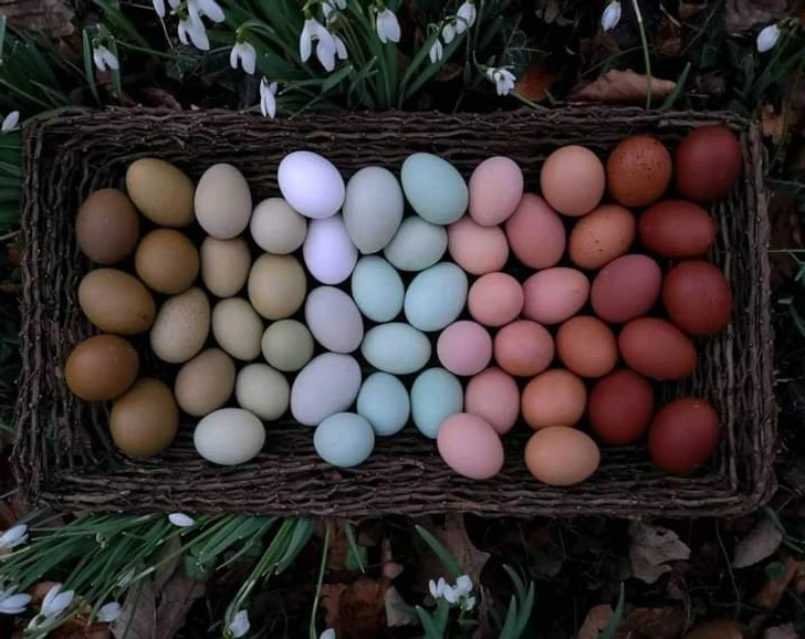 Colored eggs